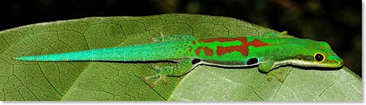 Phelsuma dorsivittata